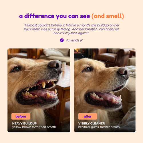 SmilePets ProDental Water Additive