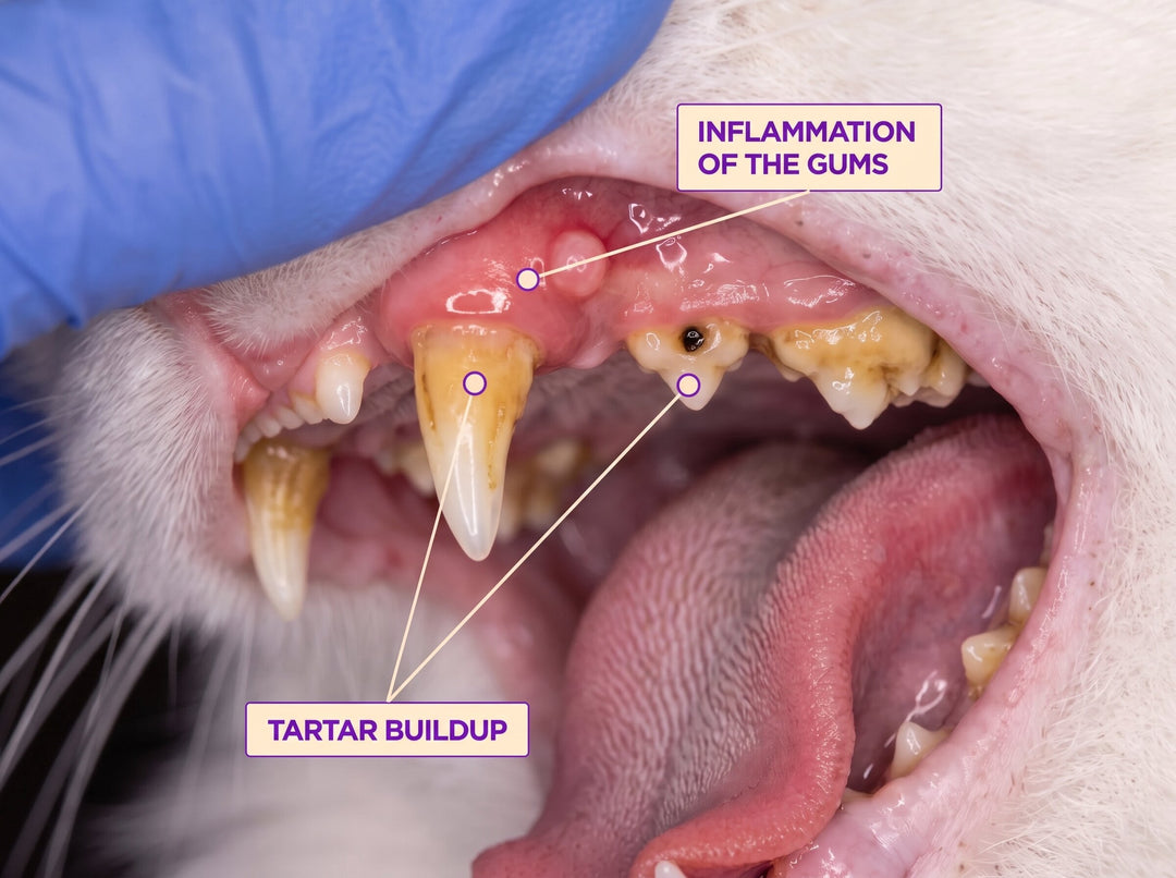 1. Your cat's teeth go through a lot. SmilePets helps keep them clean and healthy.